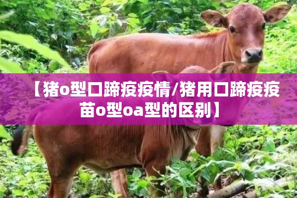 【猪o型口蹄疫疫情/猪用口蹄疫疫苗o型oa型的区别】