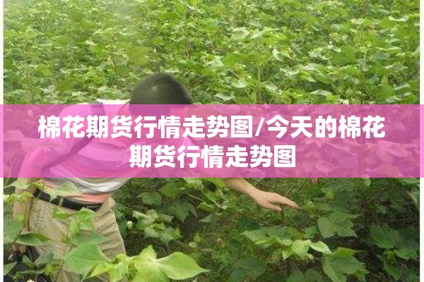 棉花期货行情走势图/今天的棉花期货行情走势图
