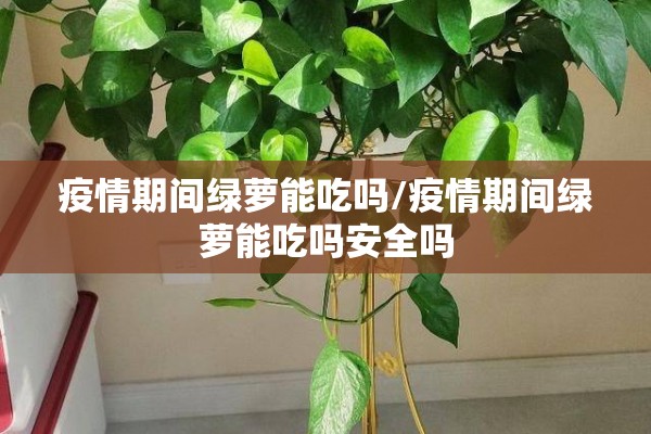 疫情期间绿萝能吃吗/疫情期间绿萝能吃吗安全吗 疫情期间绿萝能吃吗/疫情期间绿萝能吃吗安全吗