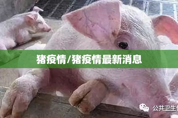 猪疫情/猪疫情最新消息 猪疫情/猪疫情最新消息