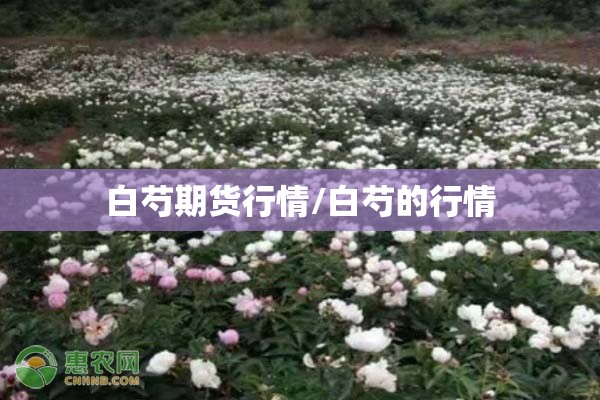 涤纶期货商品实时行情/涤纶期货什么时候上市