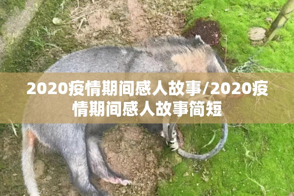 深圳市疫情防控/深圳市疫情防控文件