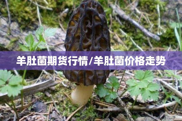 羊肚菌期货行情/羊肚菌价格走势 羊肚菌期货行情/羊肚菌价格走势