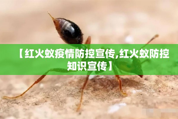 【红火蚁疫情防控宣传,红火蚁防控知识宣传】 【红火蚁疫情防控宣传,红火蚁防控知识宣传】