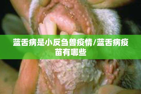 蓝舌病是小反刍兽疫情/蓝舌病疫苗有哪些
