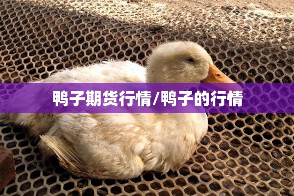 鸭子期货行情/鸭子的行情 鸭子期货行情/鸭子的行情
