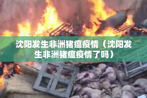 沈阳发生非洲猪瘟疫情（沈阳发生非洲猪瘟疫情了吗）