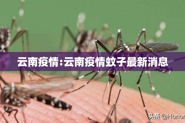 云南疫情:云南疫情蚊子最新消息