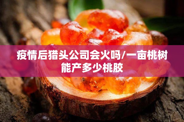 疫情后猎头公司会火吗/一亩桃树能产多少桃胶