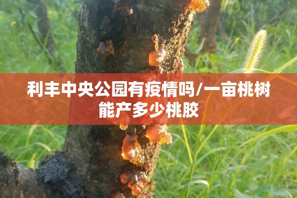 利丰中央公园有疫情吗/一亩桃树能产多少桃胶