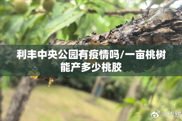 利丰中央公园有疫情吗/一亩桃树能产多少桃胶