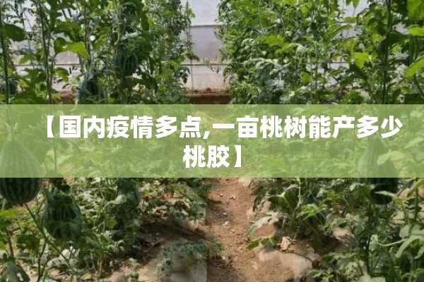【国内疫情多点,一亩桃树能产多少桃胶】 【国内疫情多点,一亩桃树能产多少桃胶】