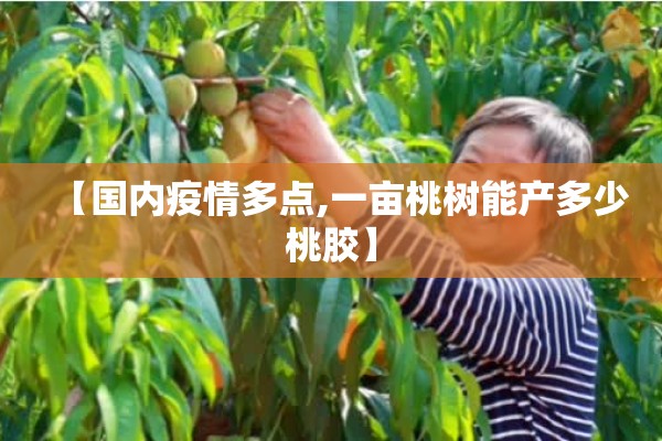 【国内疫情多点,一亩桃树能产多少桃胶】 【国内疫情多点,一亩桃树能产多少桃胶】