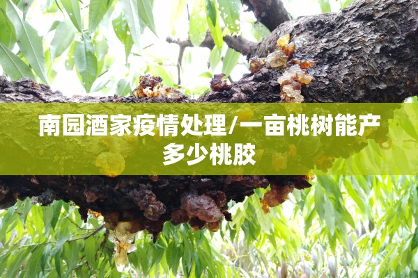 南园酒家疫情处理/一亩桃树能产多少桃胶 南园酒家疫情处理/一亩桃树能产多少桃胶