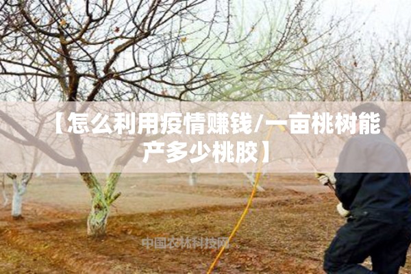 【怎么利用疫情赚钱/一亩桃树能产多少桃胶】 【怎么利用疫情赚钱/一亩桃树能产多少桃胶】