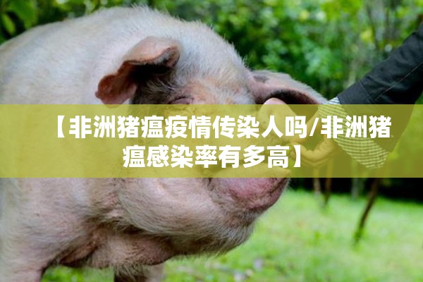 【非洲猪瘟疫情传染人吗/非洲猪瘟感染率有多高】