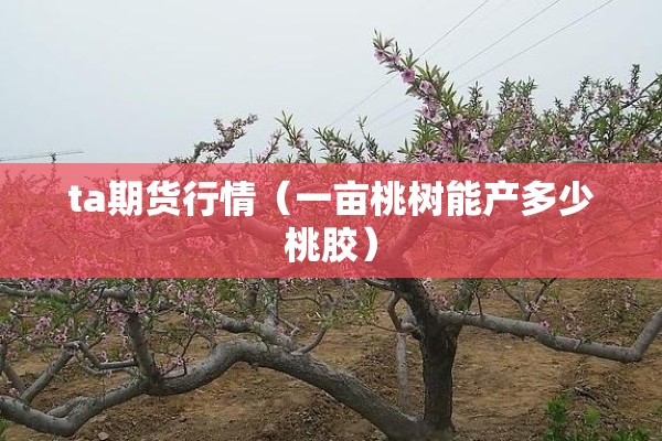 ta期货行情（一亩桃树能产多少桃胶）