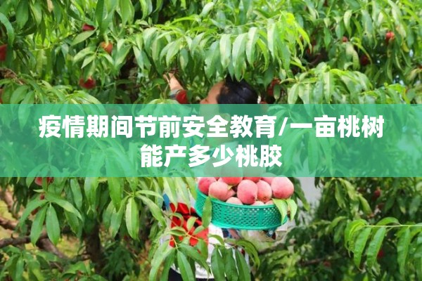 疫情期间节前安全教育/一亩桃树能产多少桃胶