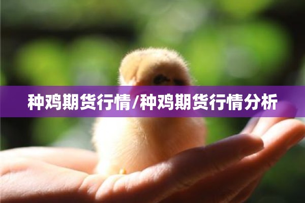 种鸡期货行情/种鸡期货行情分析