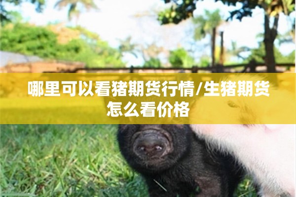 哪里可以看猪期货行情/生猪期货怎么看价格 哪里可以看猪期货行情/生猪期货怎么看价格